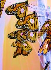 Monarch butterflies at Aquinas Montessori School