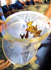 Monarch butterflies at Aquinas Montessori School