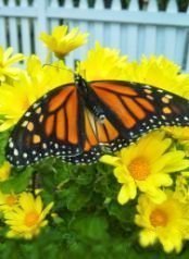 Monarch butterflies at Aquinas Montessori School